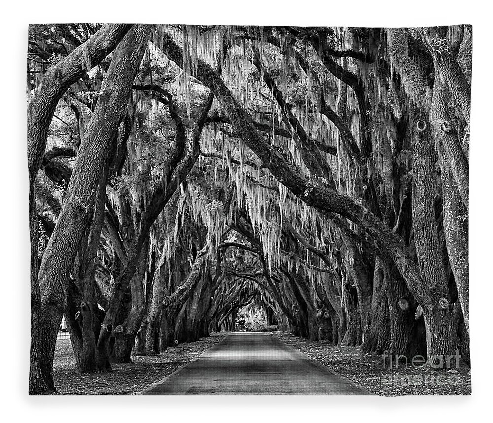 Oak Trees Fleece Blanket featuring the photograph Live Oaks Spanish Moss Hilton Head Island South Carolina #2 by Wayne Moran