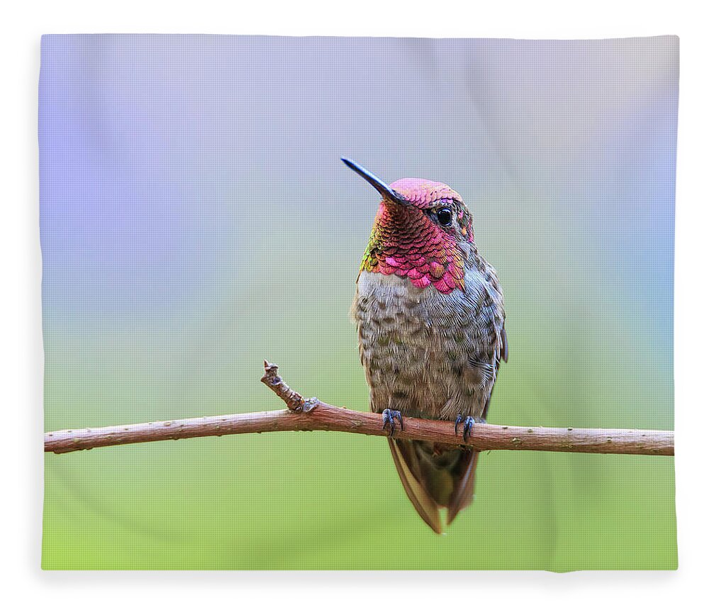 Animal Fleece Blanket featuring the photograph Midsummer Night's Dream III - Male Anna's Hummingbird #1 by Briand Sanderson