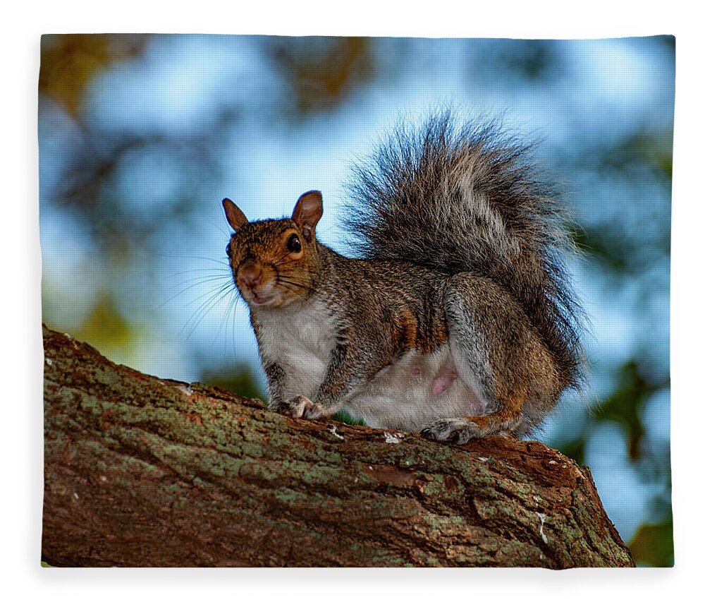 Squirrel Fleece Blanket featuring the photograph Momma Squirrel by Cathy Kovarik