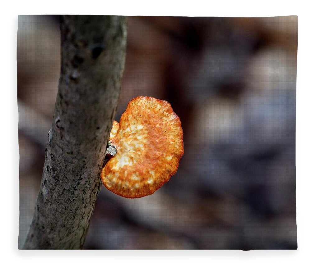 Polyporales Fleece Blanket featuring the photograph Orange Bracket Fungi possibly Favolaschia sp #1 by Douglas Barnett