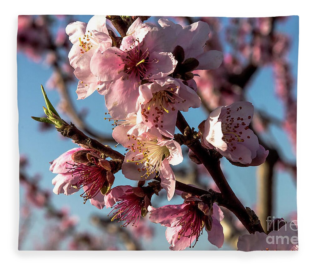 Peach Fleece Blanket featuring the photograph Peach blossom #1 by Arik Baltinester
