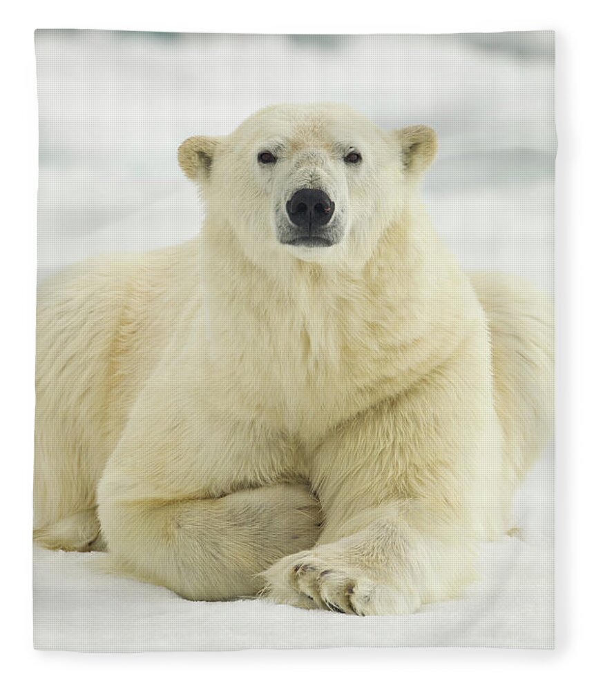 Dawn Fleece Blanket featuring the photograph Polar Bear, Svalbard, Norway by Paul Souders