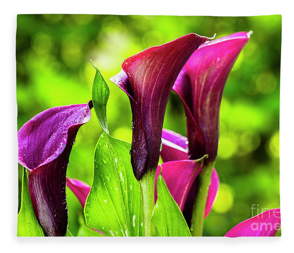 Araceae Fleece Blanket featuring the photograph Purple Calla Lily Flower by Raul Rodriguez