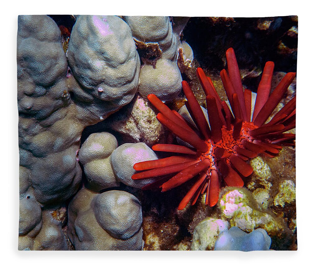 Urchin Fleece Blanket featuring the photograph Red Pencil Urchin #1 by Anthony Jones