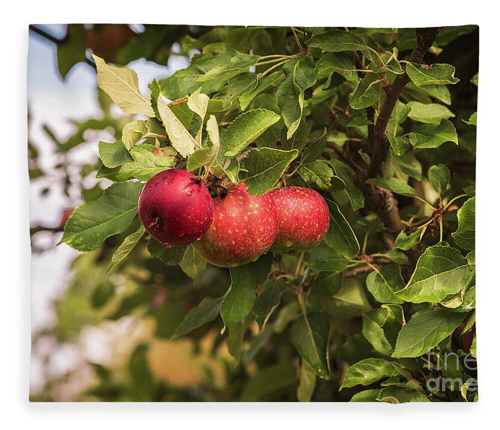 Branch Fleece Blanket featuring the photograph Ripe red apples #1 by Sophie McAulay