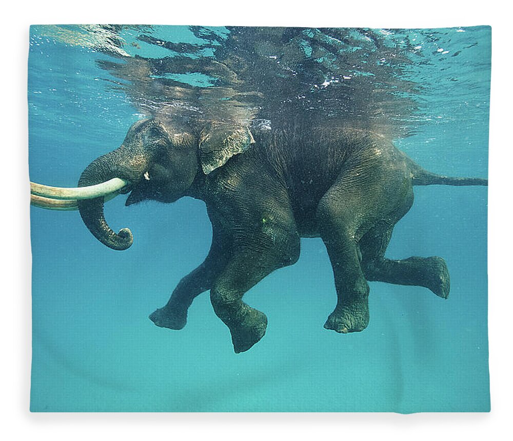 #faatoppicks Fleece Blanket featuring the photograph Swimming Elephant #1 by Mike Korostelev Www.mkorostelev.com
