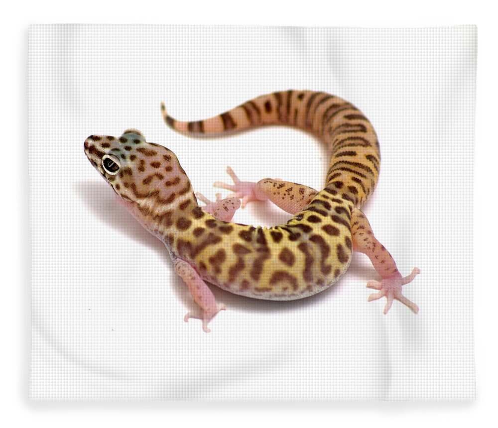 Gecko Fleece Blanket featuring the photograph Utah Banded Gecko Coleonyx variegatus #1 by Nathan Abbott