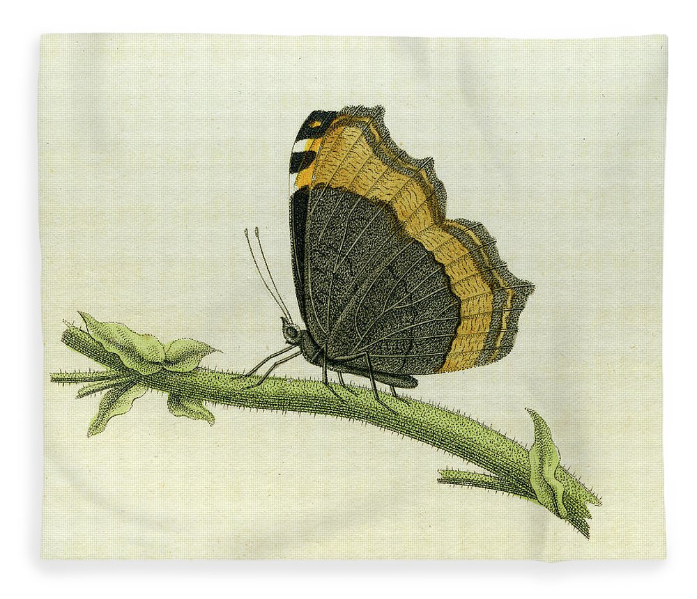 Entomology Fleece Blanket featuring the mixed media Vanessa furcillata detail by W W Wood