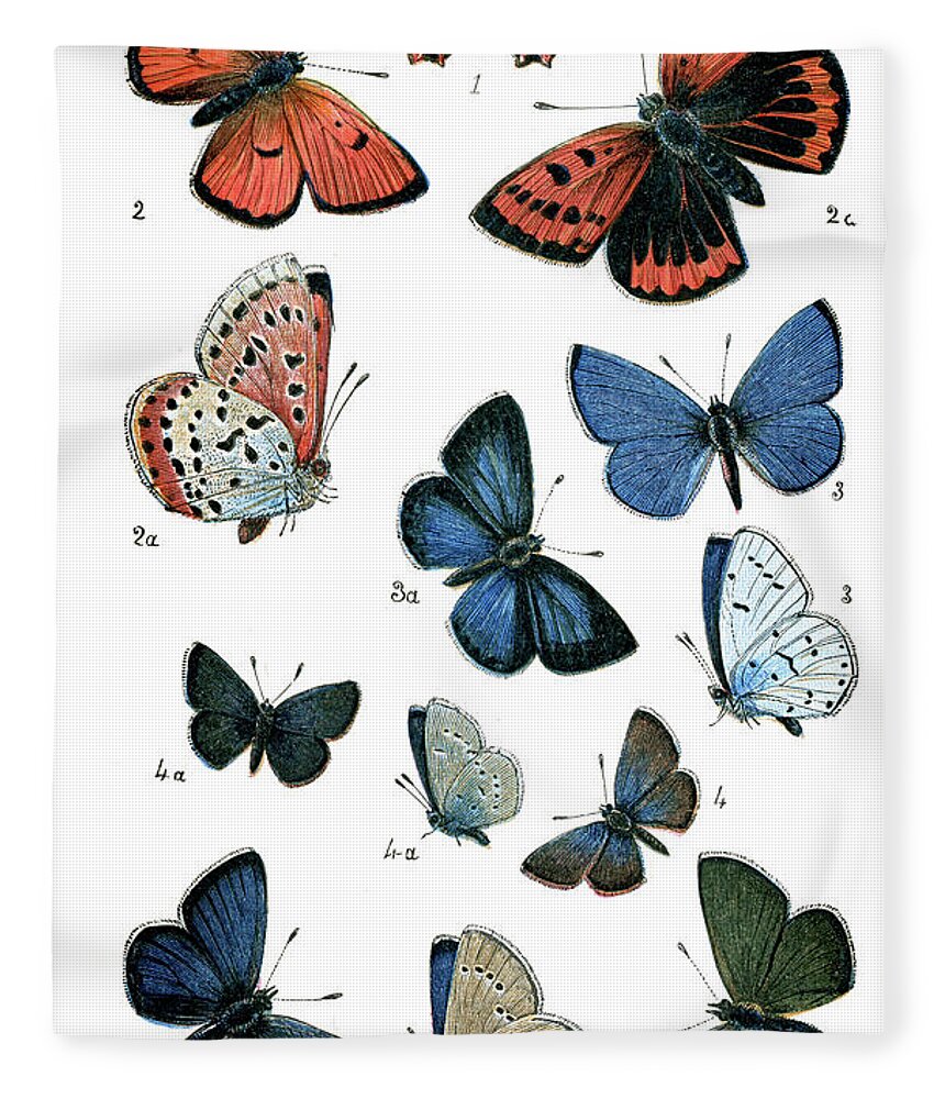Common Blue Butterfly Fleece Blanket featuring the digital art Butterflies #10 by Duncan1890