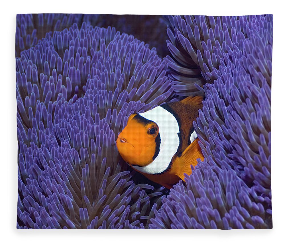 Underwater Fleece Blanket featuring the photograph Clown Anemonefish #11 by Georgette Douwma