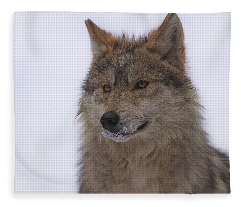 Animal Fleece Blanket featuring the photograph Wolf #11 by Brian Cross