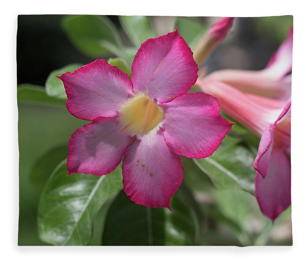 Adenium Fleece Blanket featuring the photograph Adenium flowers #2 by Mangge Totok