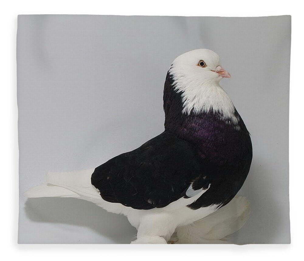 Pigeon Fleece Blanket featuring the photograph Bald Headed West of England Tumbler #2 by Nathan Abbott
