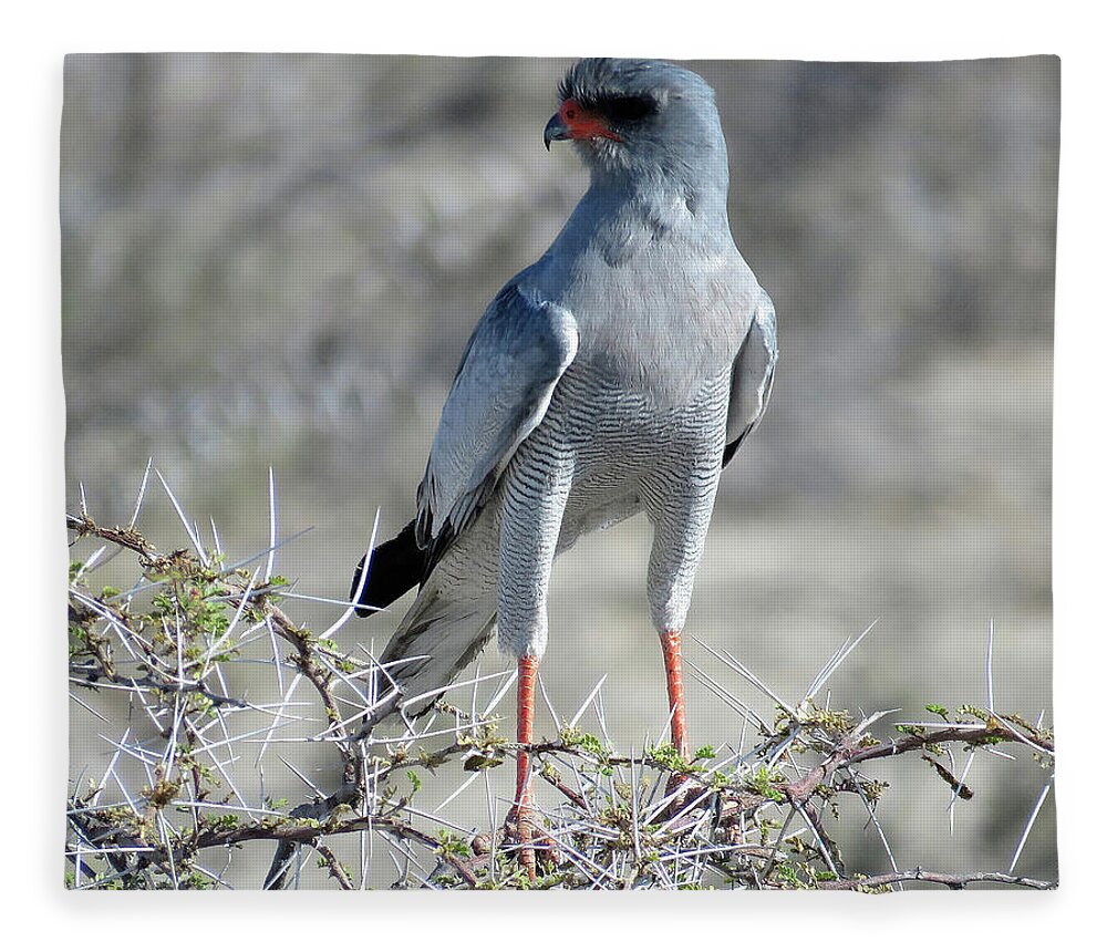 Africa Fleece Blanket featuring the photograph Bird #2 by Eric Pengelly