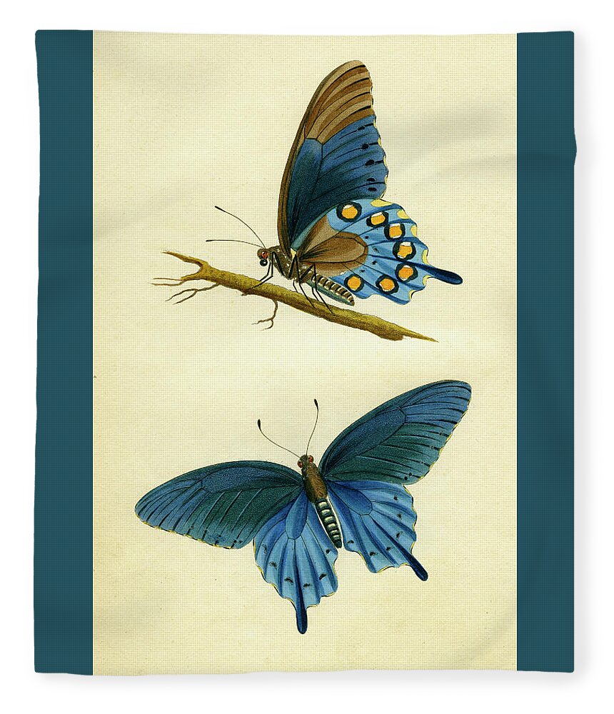 Entomology Fleece Blanket featuring the mixed media butterflies - Papilio philenor by Unknown