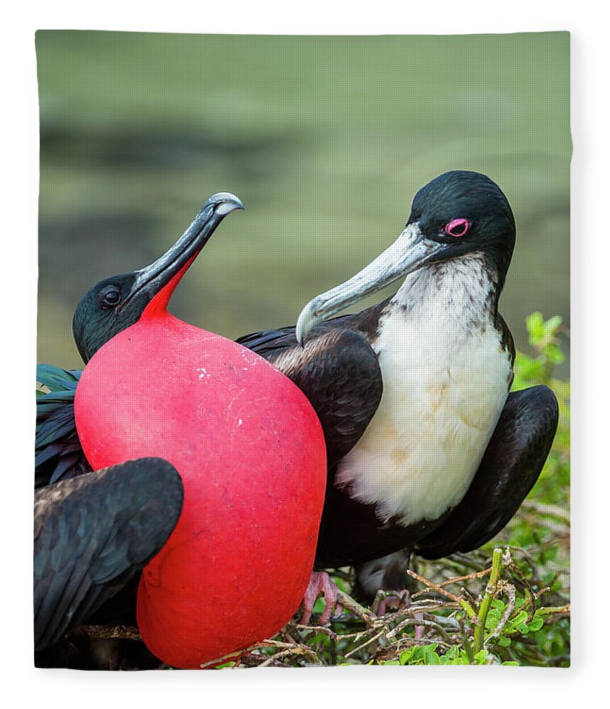 Animal Fleece Blanket featuring the photograph Great Frigatebirds Courting #2 by Tui De Roy
