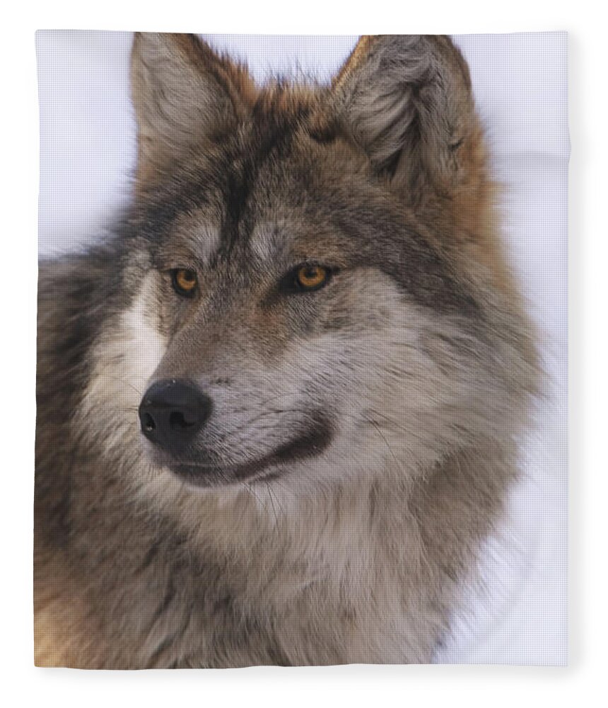 Animal Fleece Blanket featuring the photograph Mexican Grey Wolf #2 by Brian Cross