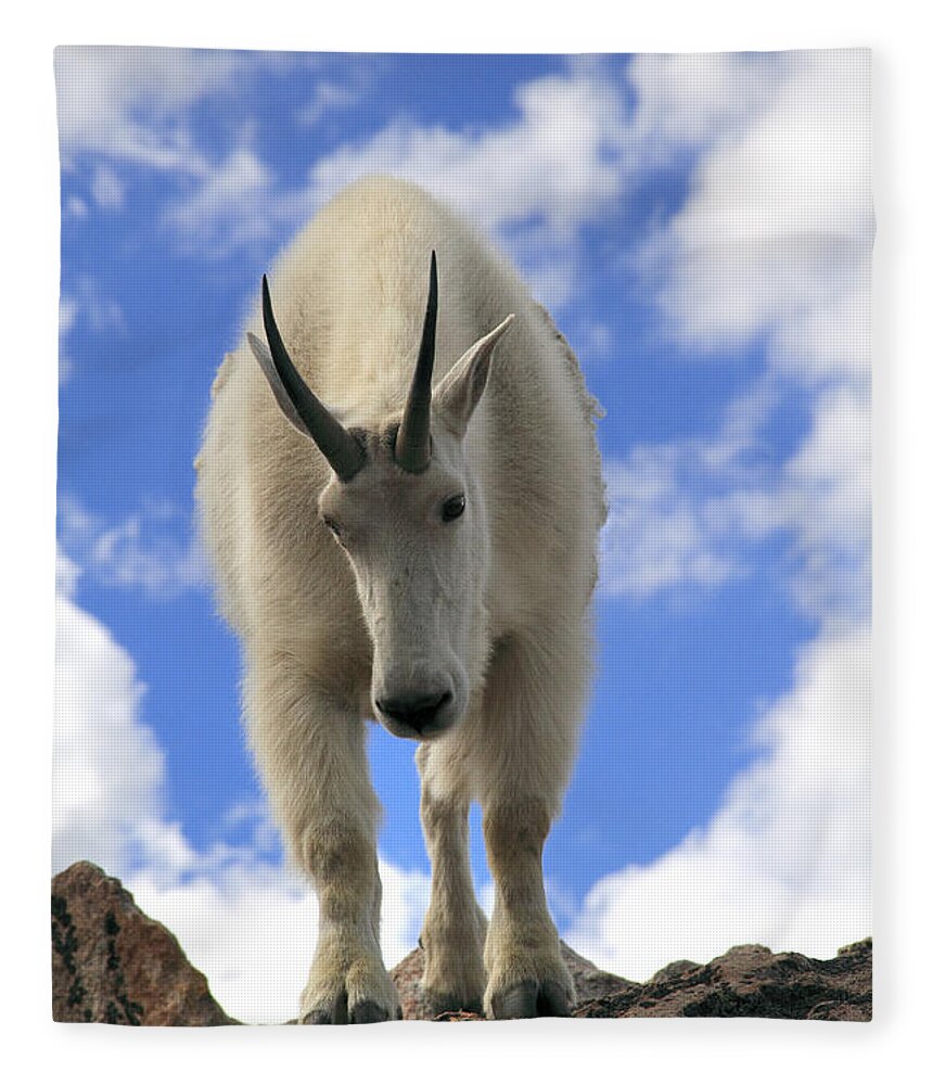 One Animal Fleece Blanket featuring the photograph Mountain Goat Oreamnos Americanus #2 by John Kieffer