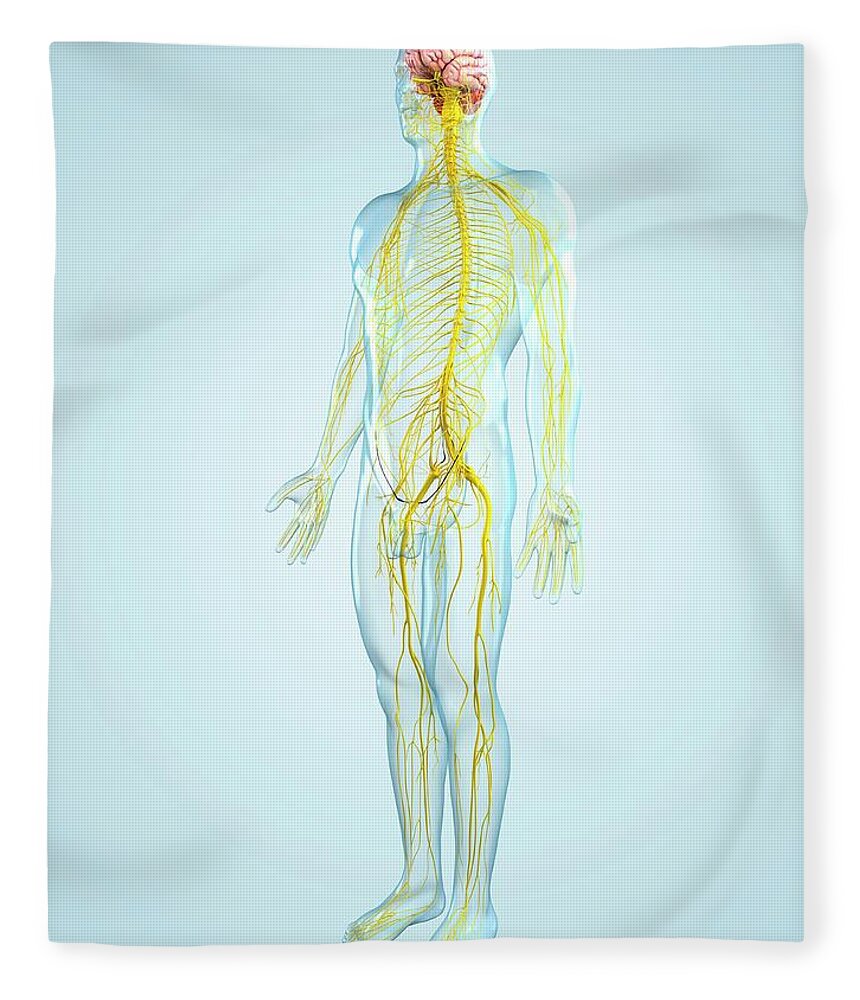 Physiology Fleece Blanket featuring the digital art Nervous System, Artwork #2 by Sciepro