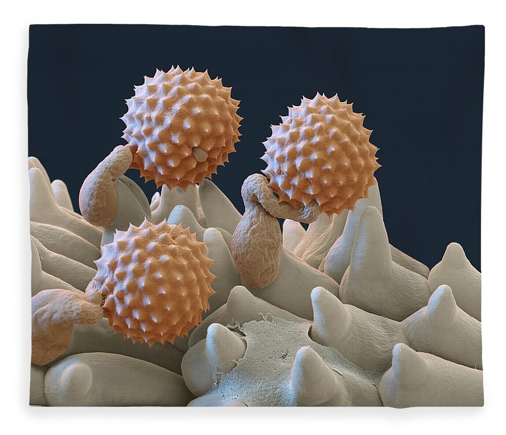 Ambrosia Fleece Blanket featuring the photograph Pollen And Pollen Tubes, Sem by Oliver Meckes EYE OF SCIENCE