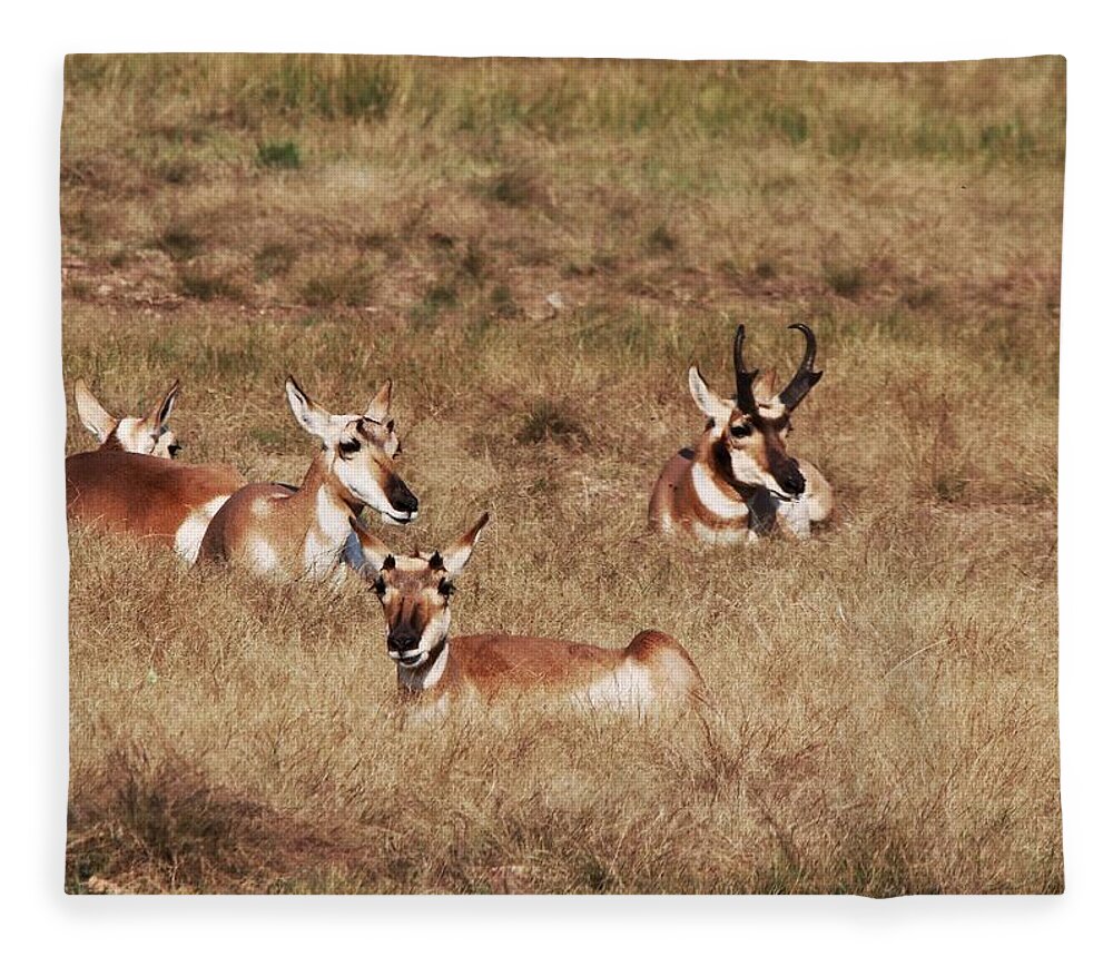 Pronghorn Antelope At Custer State Park Fleece Blanket featuring the photograph Pronghorn Antelope at Custer State Park #2 by Susan Jensen
