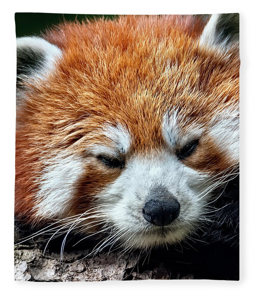 Red Fleece Blanket featuring the photograph Red Panda #2 by Kuni Photography