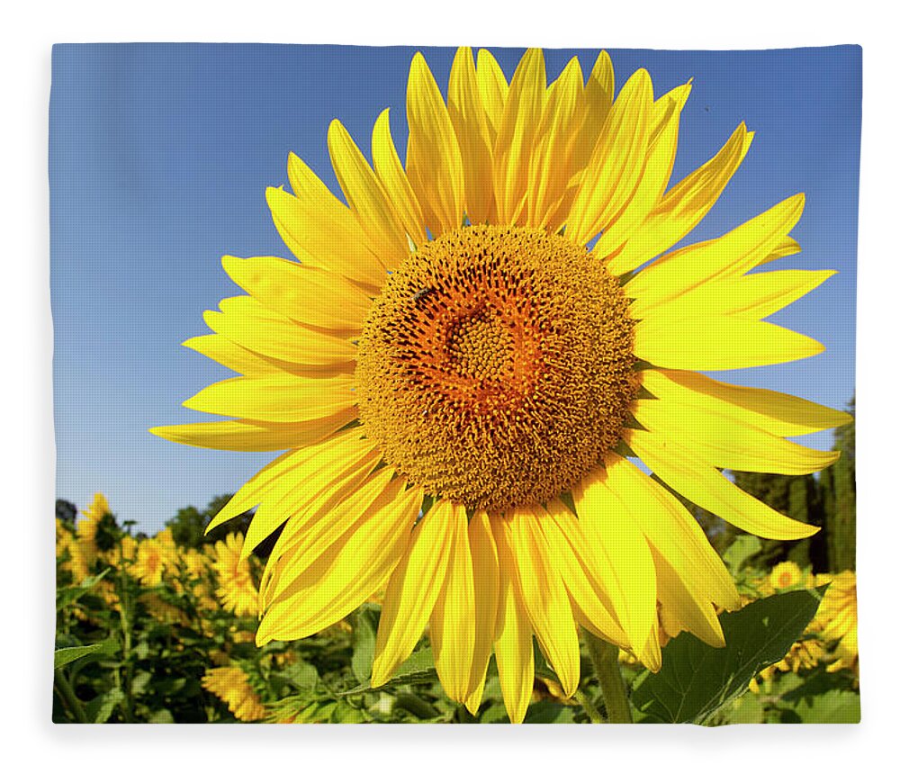 Scenics Fleece Blanket featuring the photograph Sunflower Fields In Tuscany,italy #2 by Chris Cole