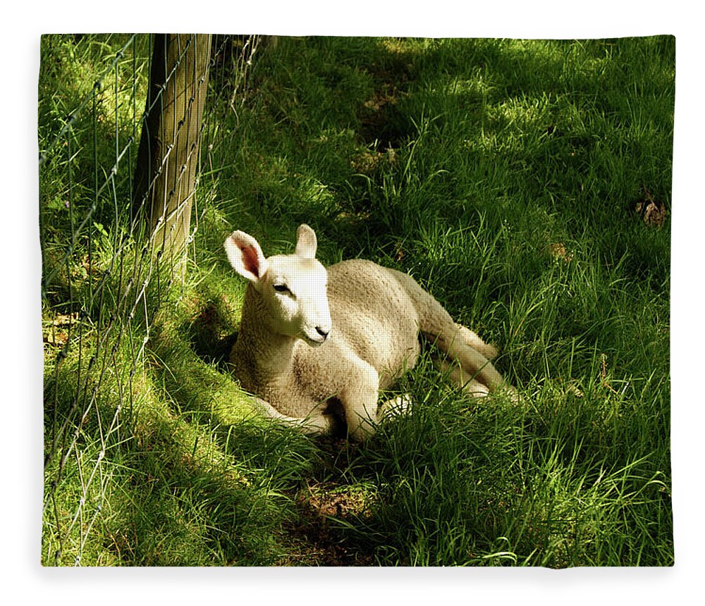 Cumbria Fleece Blanket featuring the photograph 20/06/14 KESWICK. Lamb In The Woods. by Lachlan Main