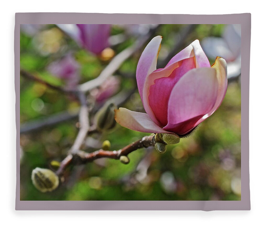 Magnolias Fleece Blanket featuring the photograph 2019 Vernon Magnolia 1 by Janis Senungetuk
