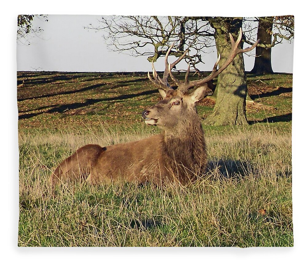 Knutsford Fleece Blanket featuring the photograph 28/11/18 TATTON PARK. Stag in The Park. by Lachlan Main