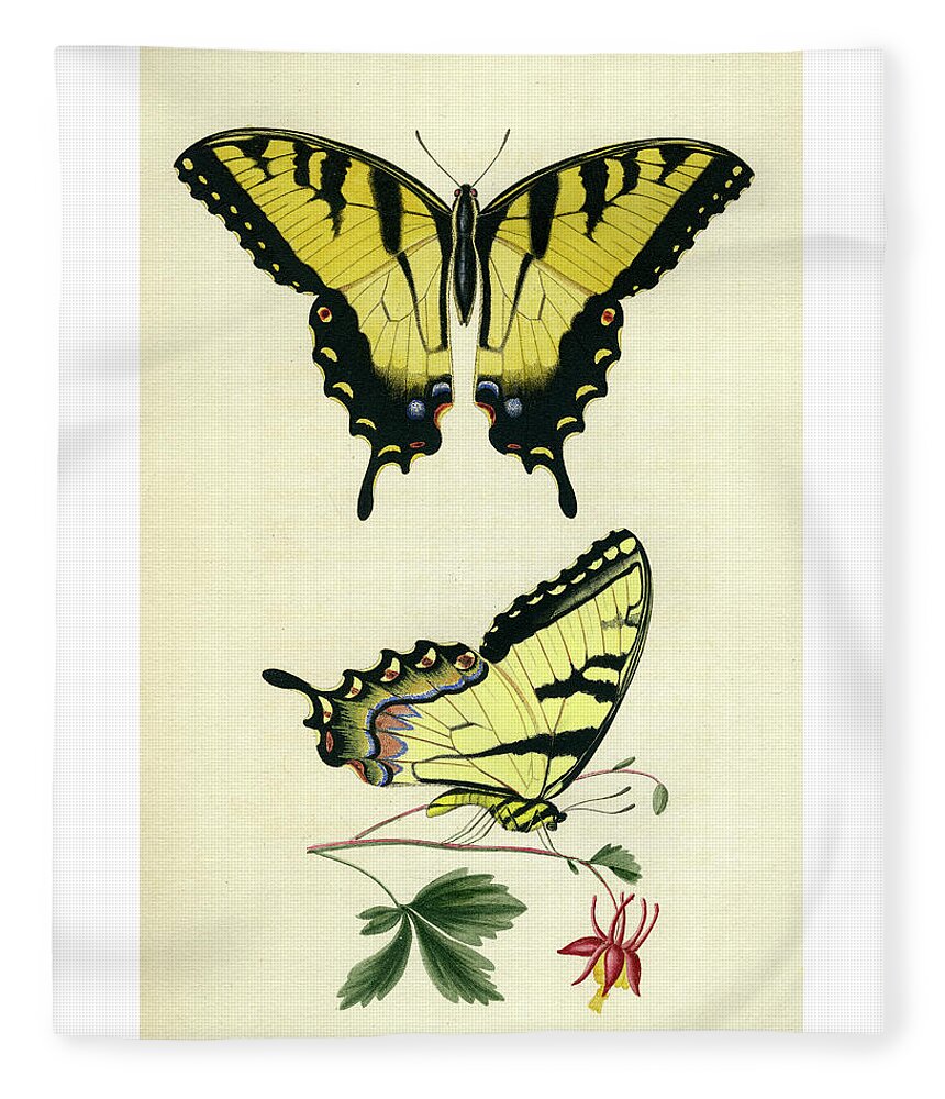 Entomology Fleece Blanket featuring the photograph Butterflies by Unknown