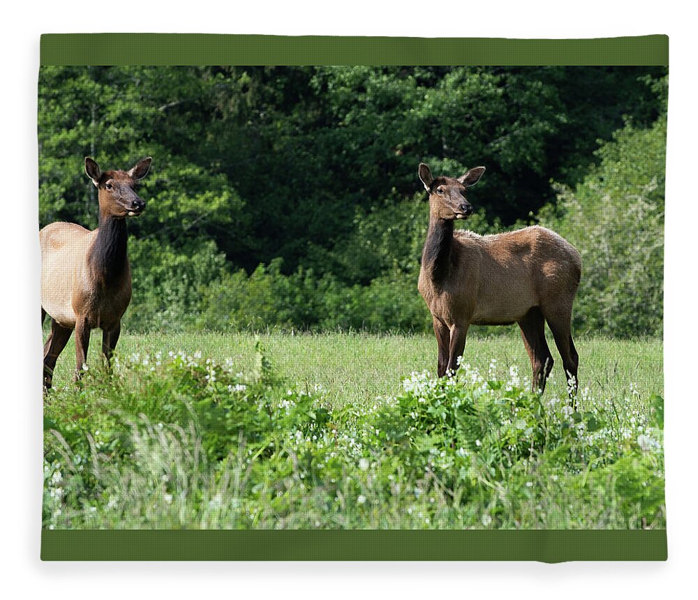 Elk Fleece Blanket featuring the photograph 3 Elk in Elk Meadow by Phyllis Spoor