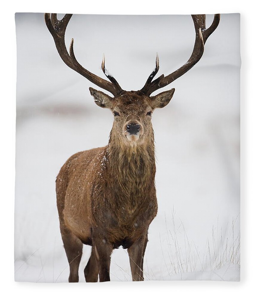 Grass Fleece Blanket featuring the photograph Red Deer #3 by Damiankuzdak
