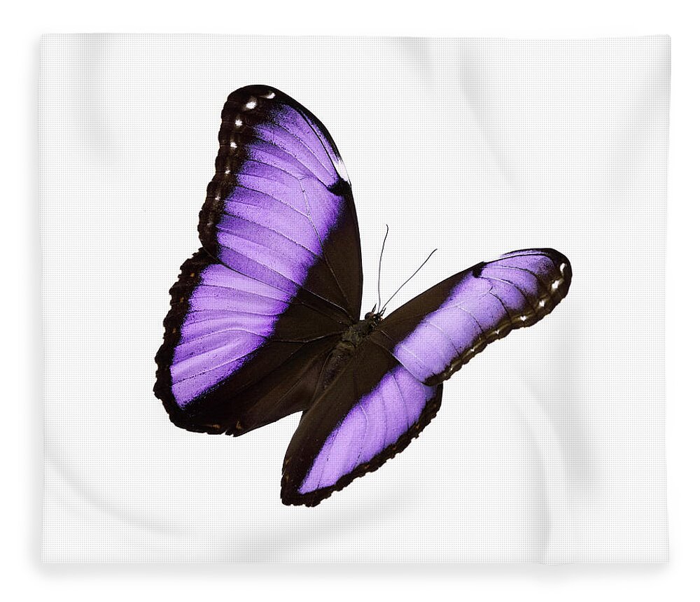 White Background Fleece Blanket featuring the photograph Butterfly #4 by Liliboas