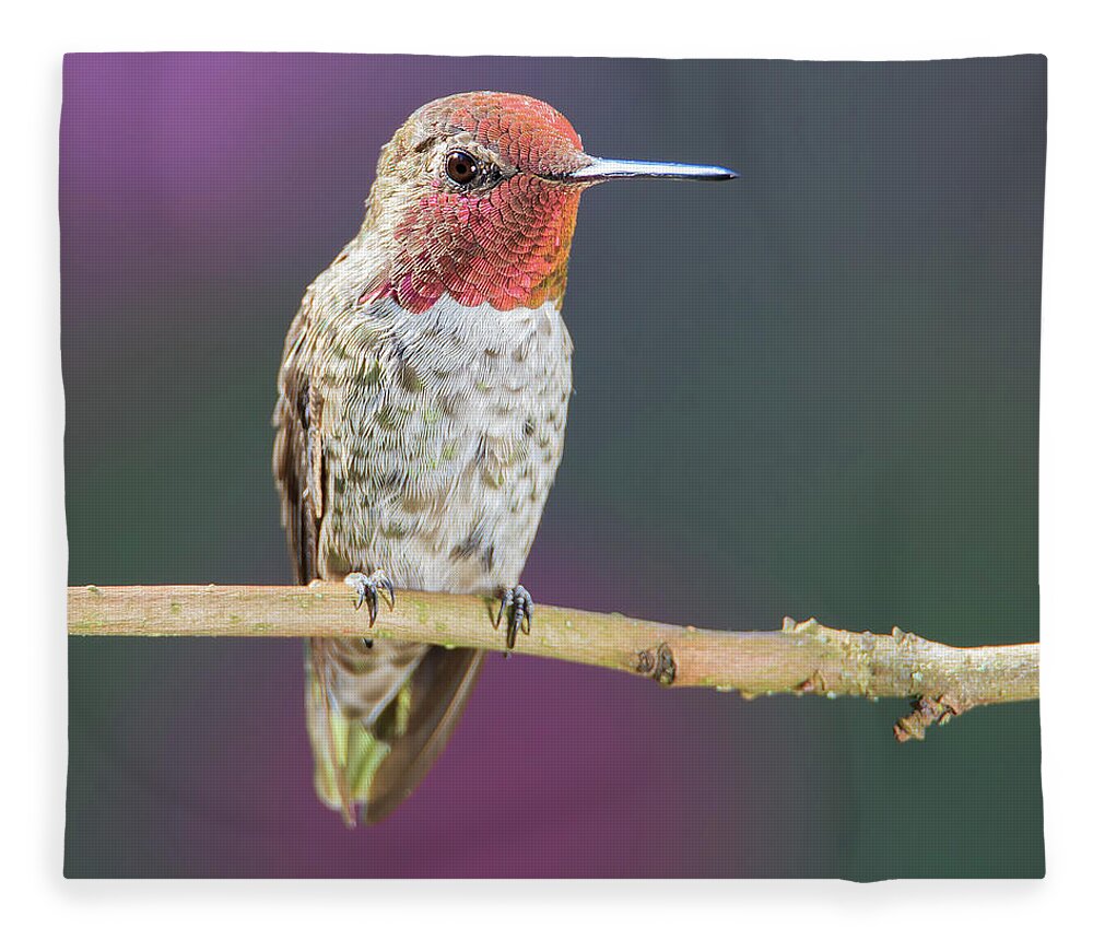 Animal Fleece Blanket featuring the photograph Male Anna's Hummingbird #6 by Briand Sanderson