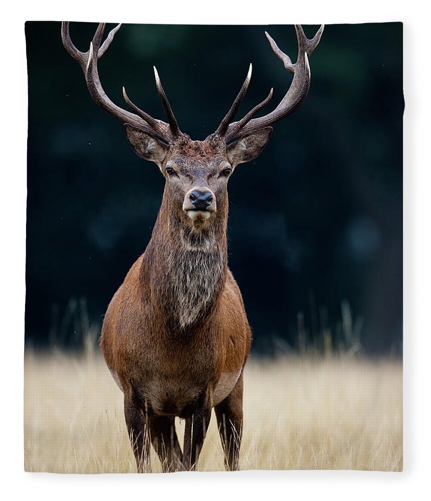 Rutting Fleece Blanket featuring the photograph Red Deer by Damiankuzdak