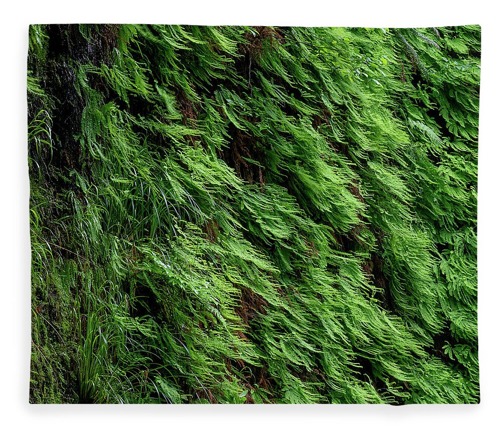 Fern Grove Fleece Blanket featuring the photograph 7 Fern Grove, Redwoods N. California by Phyllis Spoor