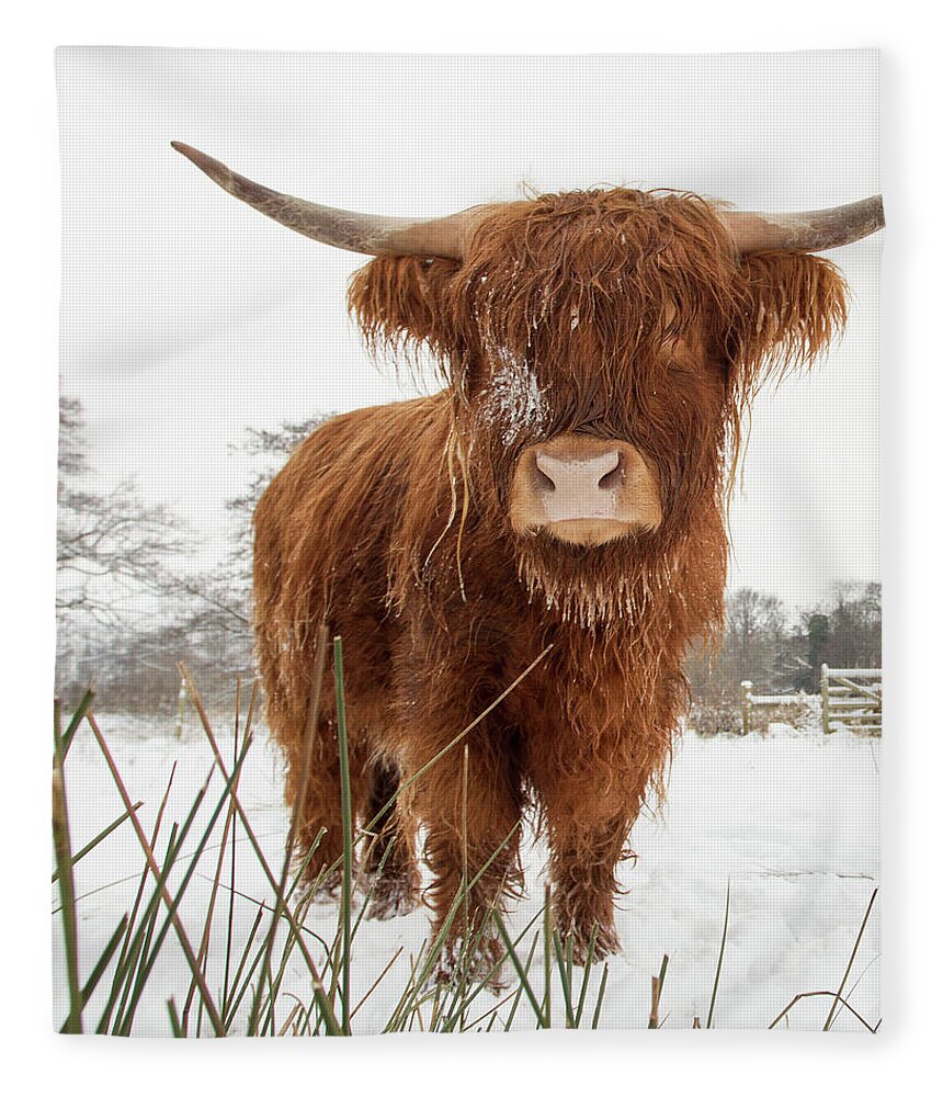 Highland Cow Sherpa Fleece Blanket,Velveteen Plush Blanket 30X40 50X60,60X80 