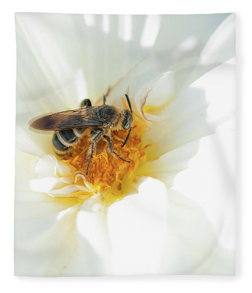 Chrysanthemum Fleece Blanket featuring the photograph A Bee On Chrysanthemum Flower by Toshiro Shimada