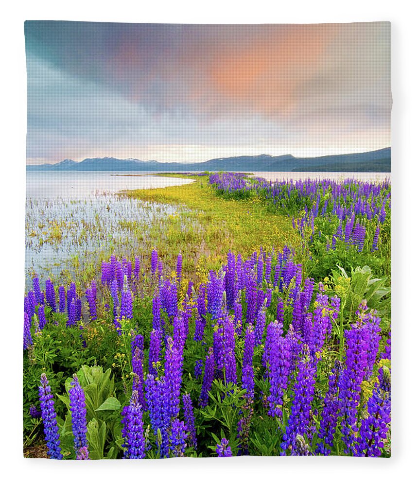 Scenics Fleece Blanket featuring the photograph A Field Of Lupine Wildflowers On The by Rachid Dahnoun