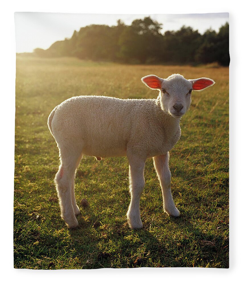 Sweden Fleece Blanket featuring the photograph A Lamb At The Setting Of The Sun Sweden by Elliot Elliot