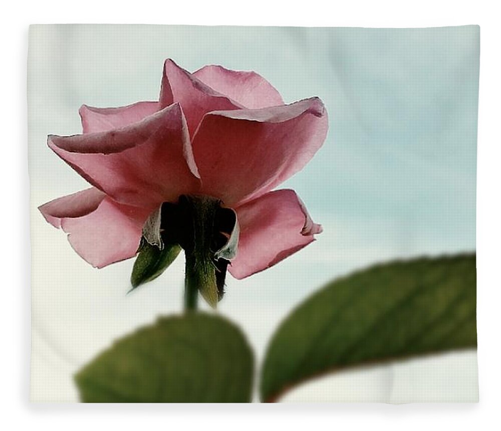 Rose Fleece Blanket featuring the photograph A New Rose Perspective by Alexis King-Glandon