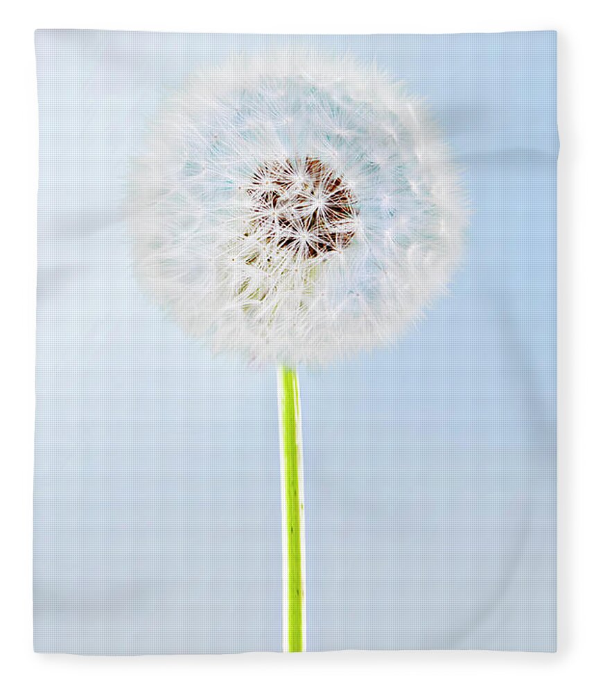Clear Sky Fleece Blanket featuring the photograph A Seed-headed Dandelion Against A by Luxx Images
