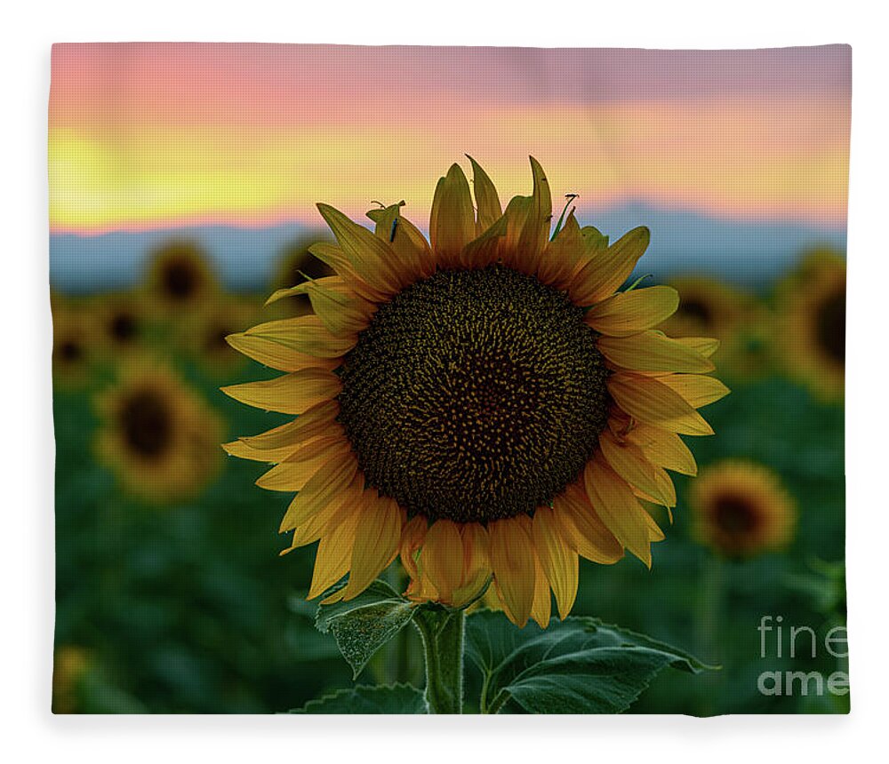 Colorado Fleece Blanket featuring the photograph A sunflower closeup in a field at dusk by Phillip Rubino