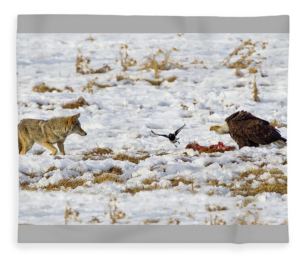 Coyote Vs Bald Eagle Fleece Blanket featuring the photograph Ac3c0002 by John T Humphrey