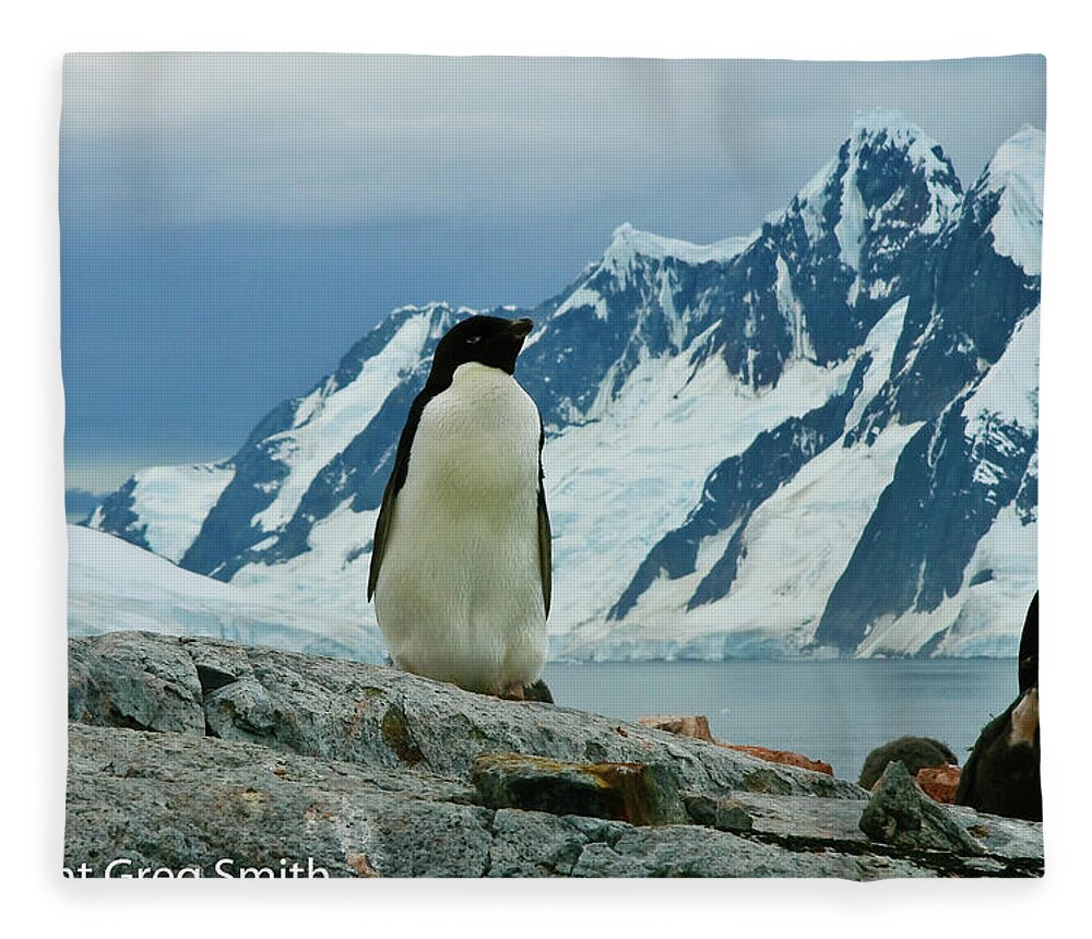 Adelie Penguin Peterman Island Antartica Fleece Blanket featuring the photograph Adelie penguin on Peterman Island Antartica by Greg Smith
