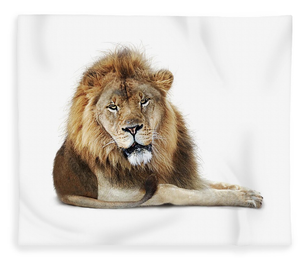 Lion Fleece Blanket featuring the photograph African Male Lion Named Boboo by Good Focused