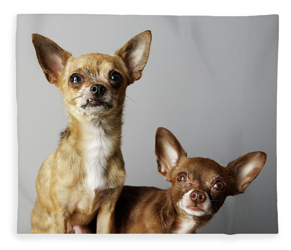 Animal Themes Fleece Blanket featuring the photograph All Dog, No Cat by Laura Layera