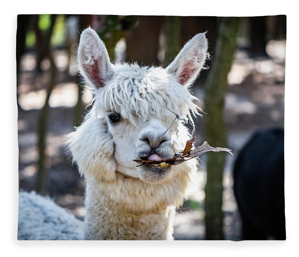 https://render.fineartamerica.com/images/rendered/default/flat/blanket/images/artworkimages/medium/2/alpaca-chewing-joseph-caban.jpg?&targetx=-124&targety=0&imagewidth=1200&imageheight=800&modelwidth=952&modelheight=800&backgroundcolor=A3A0A0&orientation=1&producttype=blanket-coral-50-60