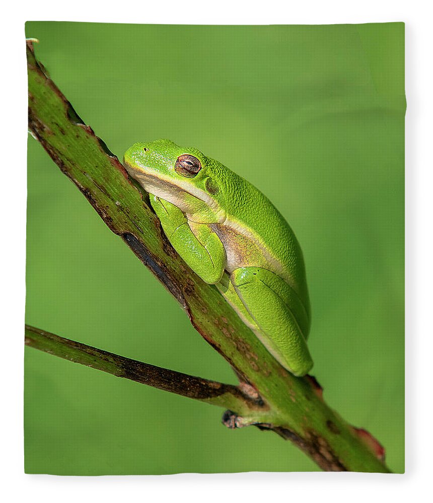 Nature Fleece Blanket featuring the photograph American Green Tree Frog DAR033 by Gerry Gantt